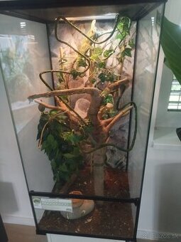 Chameleon Jemenský