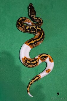 Pytón kráľovský/ Python regius