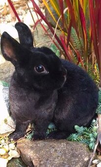 Zakrslý Králik Mini Rex s VP