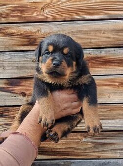 Rotvajler,rottweiler,RTV, šteniatka rottweilera