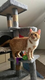 Darujem malého kocúrika