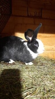 Šarišský obrovitý - 1