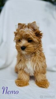 Golddust Yorkshire Terrier