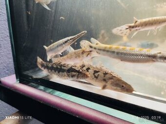 Wolf fish (Hoplias malabaricus)+mix