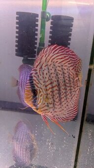 Discus Terčovec Ring Leopard Diskus