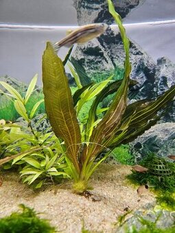 Echinodorus Rubin