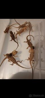 Agama bradata
