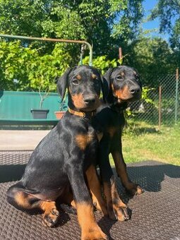 Doberman - šteniatka