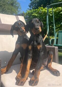 Doberman - šteniatka