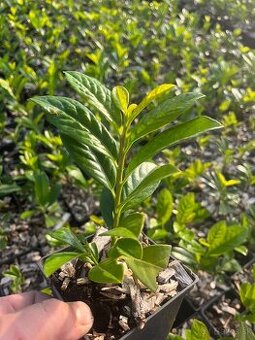 Vavrinovec novita 20cm/1,5€