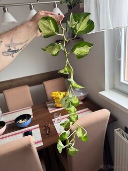Pothos / Divý Jano