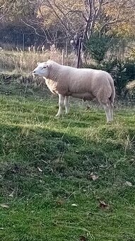 Baran Texel - 1