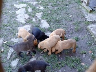 Darujeme rozkošné šteniatka