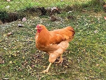 Predám Kohúty Oravka Hnedá a Vlaška Jarabičia