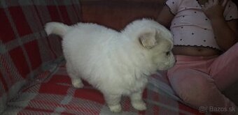 Mám na predaj Fenku  japonského  špica