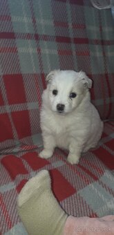 Mám na predaj Fenku  japonského  špica