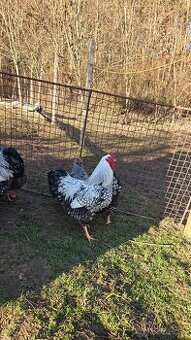 Wyandotka kohút - čierno lemovana