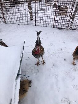 Predám mladých kohútov Švédska kvetina