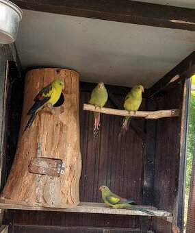 Papagaj horský 1.1 pribuzní 1 ročný