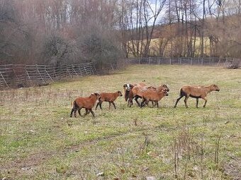 Predám kamerunské ovce