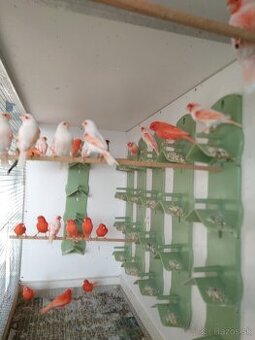 PREDÁM SEDAKY DO KLIETKY ALEBO VOLIERY