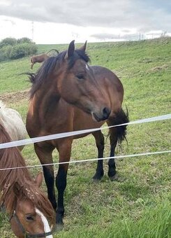 Mladý valach kríženec norika