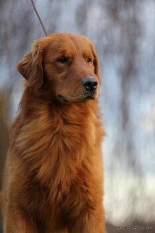 GOLDEN RETRIEVER- ZKwP/FCI, american type, zlaty retrivr
