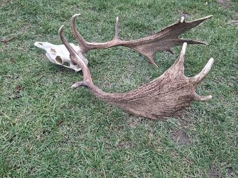 Daniel,trofej,parohy,zhody,trofeje