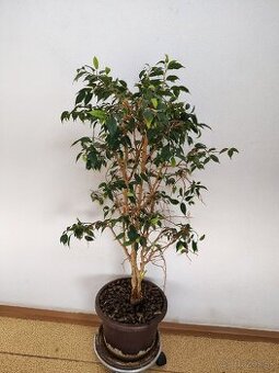 Izbova rastlina Fikus