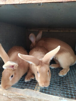 Predám zajace HYLA a BURDUNSKÉ