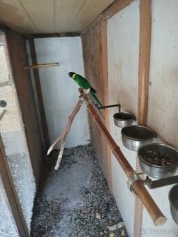 Predam Barnard Južny samec cena 120e.