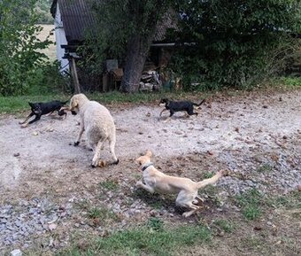 Austrálske kelpie na pasenie