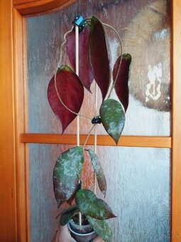Hoya caudata silver