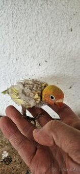 Agapornis fischeri