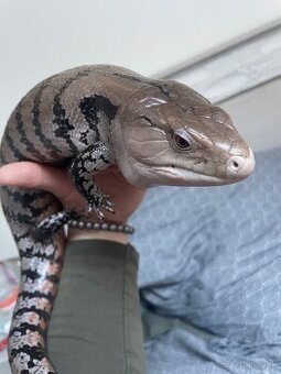 Tiliqua Gigas 0.1