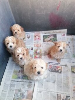 Bichpoo