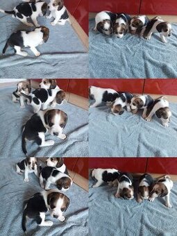Beagle Bigel šteniatka