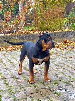 AMERICAN BULLY XL s PP