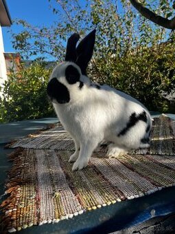 Králik Český strakáč