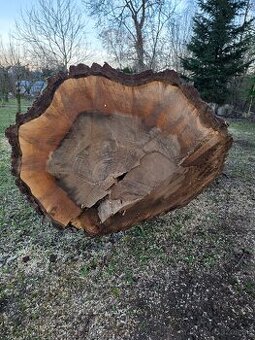 Predaj orechové kmeňa