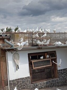 Biele poštové holuby