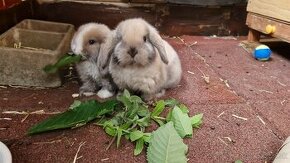 Zakrslý králik baranček - Holland Lop