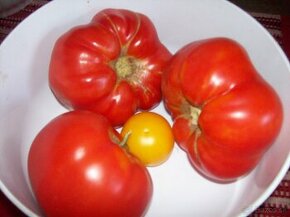 Priesady paradajok - výhodne v Košiciach