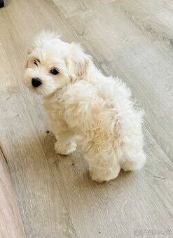 Mini Maltezak