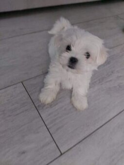 Maltipoo-mini Pudel