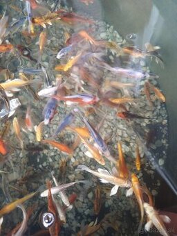 Koi kapre Akcia