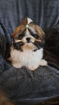 Shih tzu s Pp / shi-tzu / shitzu