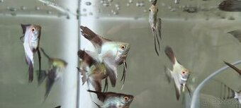 Pterophyllum Bulgarian