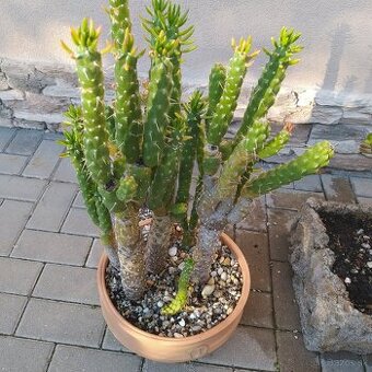 ✴️✴️ Bosai-kaktus-aloe Vera✴️✴️