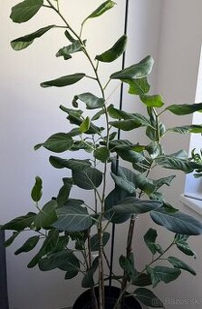 Izbove kvety Ficus